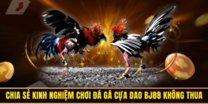 Kinh nghiệm chơi đá gà cựa dao BJ88 bách phát bách trúng