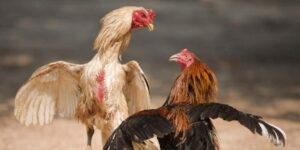 Xem đá gà Thomo BJ88 cựa dao cực kịch tính